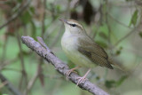 Swainsons Warbler