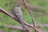 Eastern Wood-Pewee
