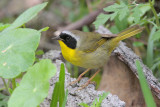 Common Yellowthroat