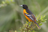 Baltimore Oriole