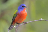 Painted Bunting