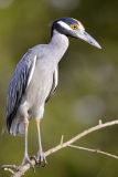 Yellow-crowned Night-Heron