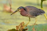 Green Heron