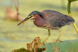 Green Heron