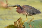 Green Heron