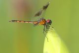 Four-spotted Pennant