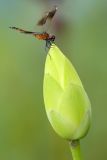 Four-spotted Pennant