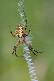 Argiope