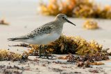 Bairds Sandpiper