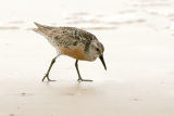 Red Knot