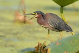 Green Heron