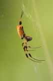 Golden-silk Spider