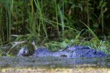 American Alligator