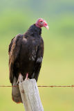 Turkey Vulture