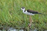 Black-necked Stilt