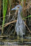Yellow-crowned Night-Heron