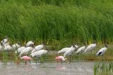 Wood Stork & Roseate Spoonbill