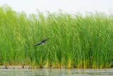Black-necked Stilt
