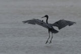 Little Blue Heron