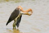 Tricolored Heron