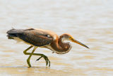 Tricolored Heron