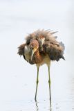 Tricolored Heron