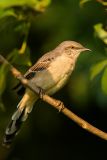 Northern Mockingbird