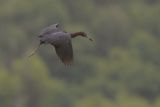 Little Blue Heron