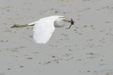 Little Blue Heron