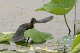 Green Heron