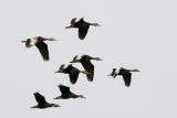 Black-bellied Whistling-Duck