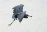 Little Blue Heron