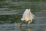 Snowy Egret Aerial Foraging