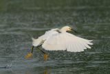 Snowy Egret Aerial Foraging