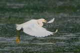 Snowy Egret Aerial Foraging