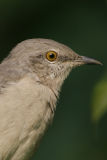_MG_9902-crop.jpg