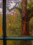 View from Oakley Plantation, St. Francisville, Louisiana, 2012