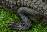 Reptile at rest, Everglades National Park, Florida, 2013