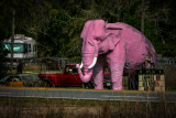 Pink Elephant, near Inverness, Florida, 2013