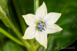 bhut jolokia flower