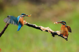 DSC_1316.jpg