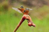 DSC_1427.jpg