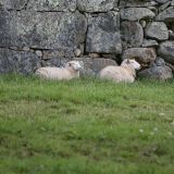 Middle Road sheep