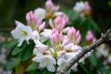 Rhodendrums Blackheath 21 Oct 12 V1  105 F2.5.jpg