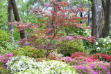 Rhodendrums Blackheath 21 Oct 12 105mm F2.5 Japanese Maple and garden.jpg