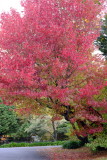 The perfect Autumn Tree in Leura