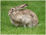 Hare (big rabbit)