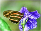 Oranged Banded Heliconian