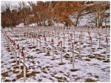 Field of Crosses