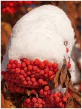 Snow on berries